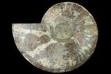 Cut & Polished Ammonite Fossil (Half) - Madagascar #166919-1